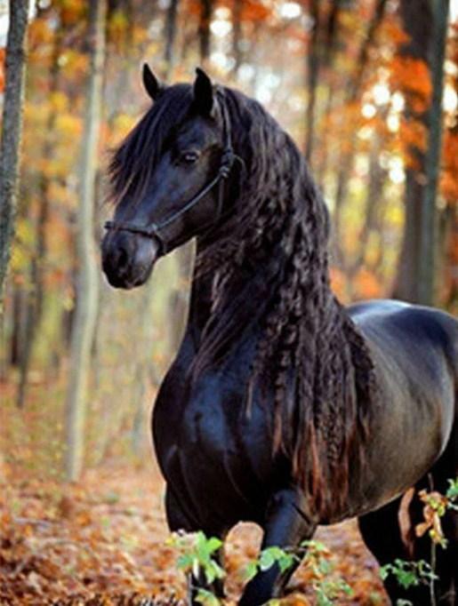 Schwarzes Pferd mit langen Haaren - Diamond Painting