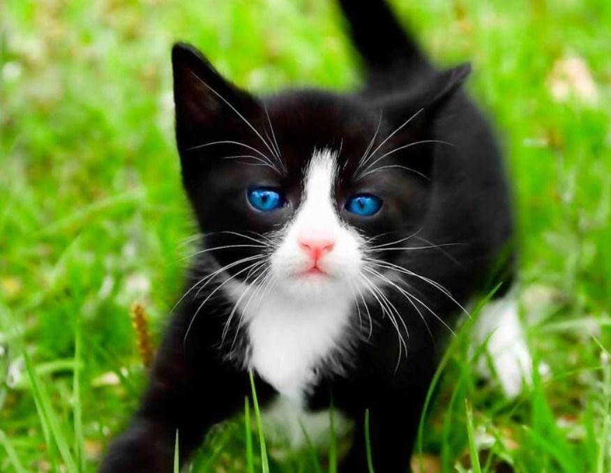Schwarzes Kätzchen mit blauen Augen - Diamond Painting