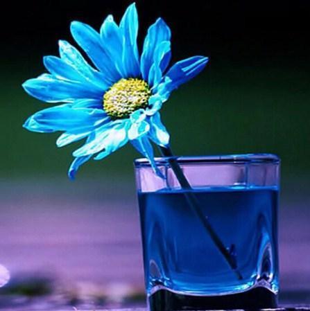 Blaues Gänseblümchen im Glas - Diamond Painting