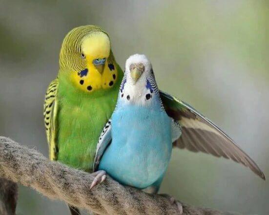 Blaue & grüne australische Papageien - Diamond Painting