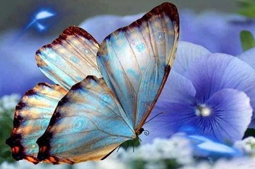 Blaue Orchideen und Schmetterling - Diamond Painting