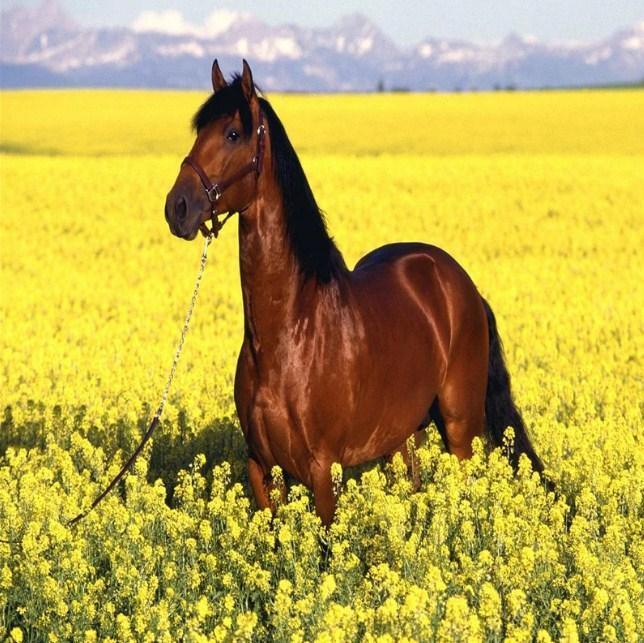 Braunes Pferd in gelben Feldern - Diamond Painting