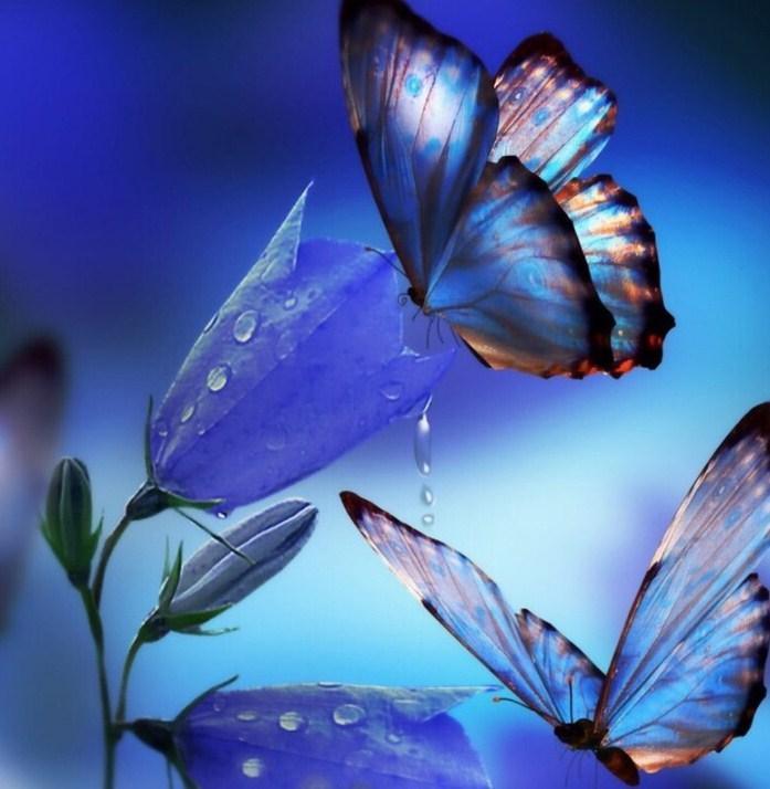 Schmetterlinge, die Blumennektar trinken. - Diamond Painting