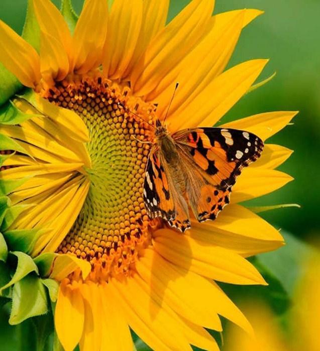 Schmetterling & Sonnenblume hautnah - Diamond Painting