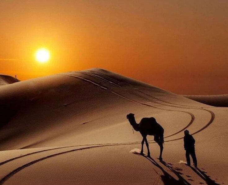 Kamel in der Wüste - Diamond Painting
