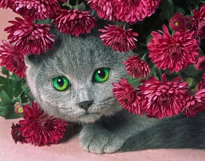 Katze versteckt sich in Blumen - Diamond Painting