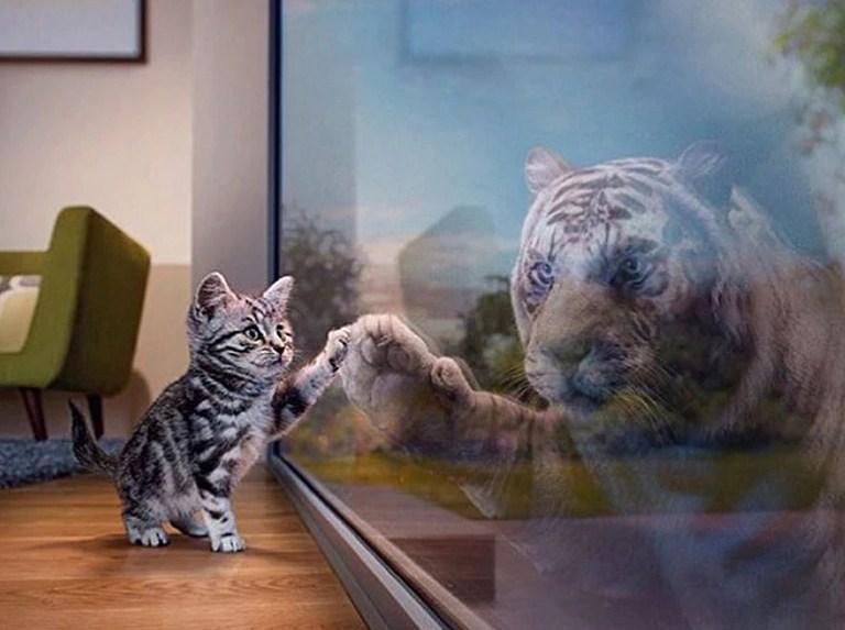 Katzen- und Tiger Reflexion - Diamond Painting