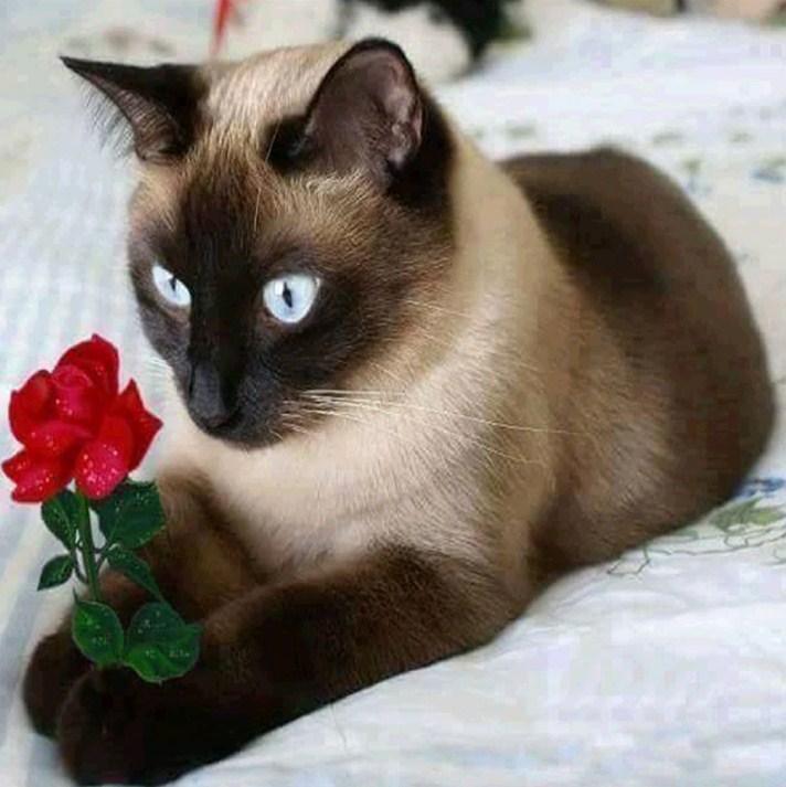 Katze mit roter Rose - Diamond Painting