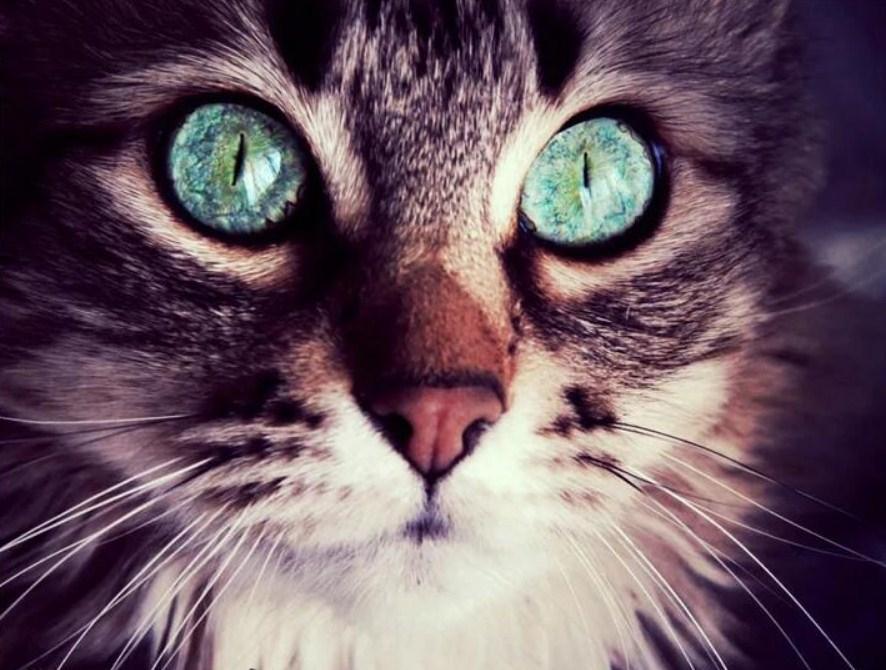 Katze mit türkisfarbenen Augen - Diamond Painting