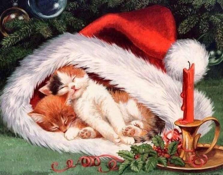 Katzen schlafen in Weihnachtsmütz - Diamond Painting