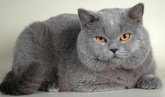 Mollige Katze - Malen von Diamanten - Diamond Painting