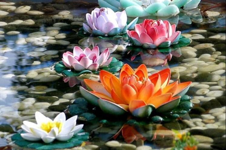 Bunte Lotusblumen im Wasser - Diamond Painting