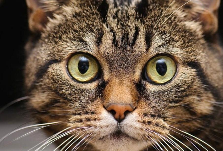 Nette Katze mit großen Augen - Diamond Painting