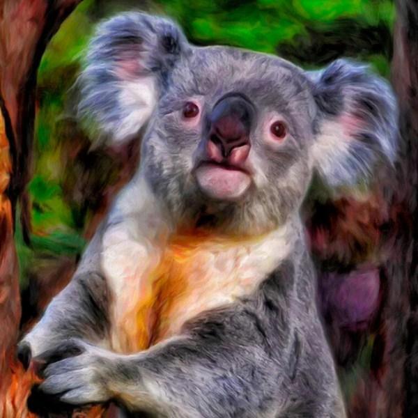 Netter Baby-Koala - Malen durch Diamanten - Diamond Painting