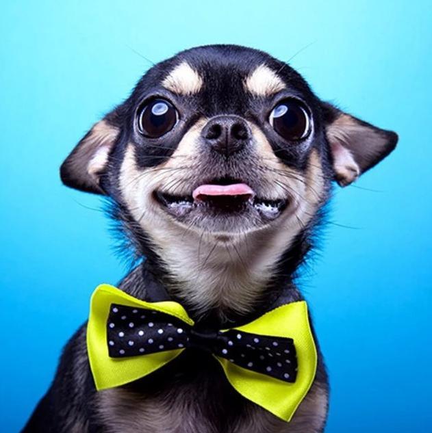 Süßeste Chihuahua mit einer Fliege - Diamond Painting