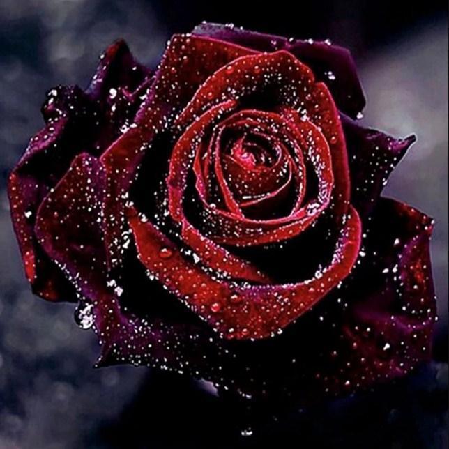 Dunkelrote Rose mit Wassertropfen - Diamond Painting