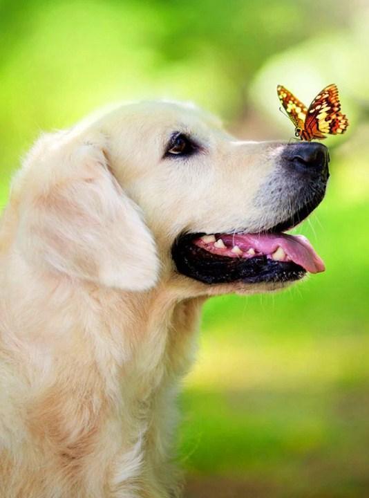 Hund mit Schmetterling auf der Nase - Diamond Painting
