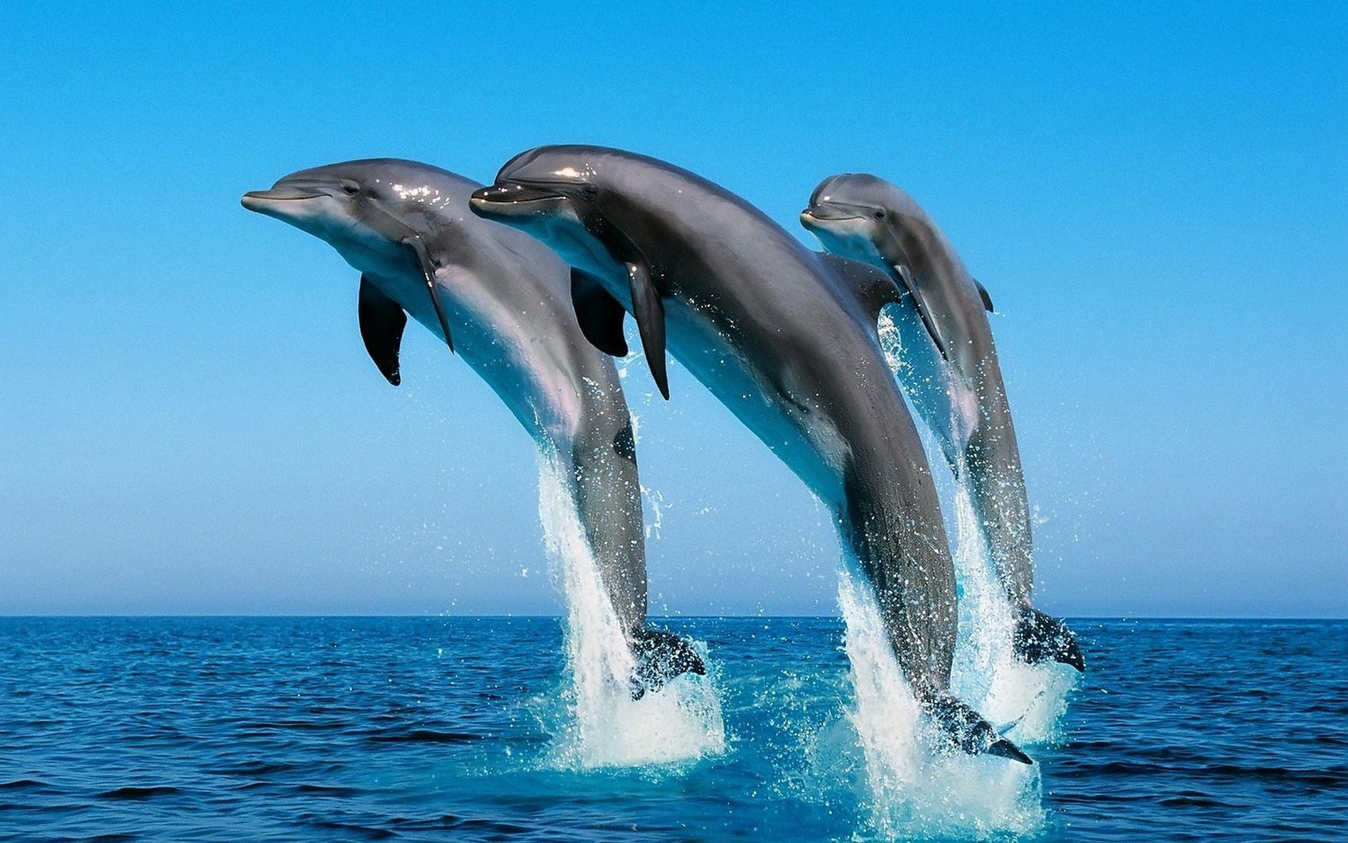 Delfine spielen im blauen Wasser - Diamond Painting
