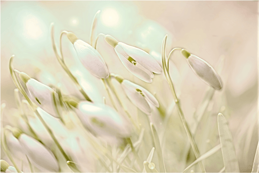 Bezaubernde Sanowdrops - Kunst des Denise Dundon - Diamond Painting