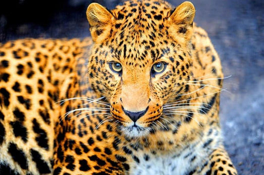 Bezauberndes Leopard-Diamond Painting Kit - Diamond Painting