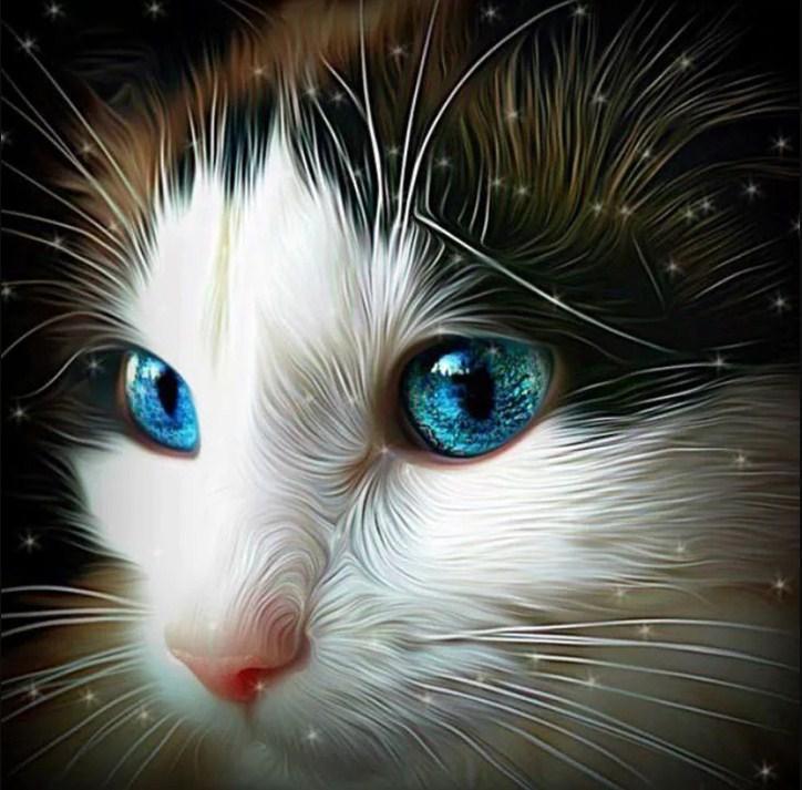 Faszinierende Katze mit blauen Augen - Diamond Painting