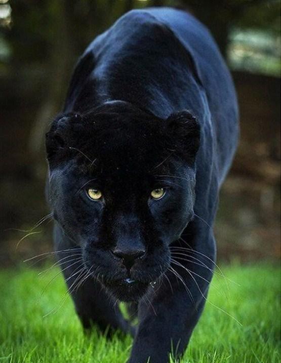Wilder Panther, der auf Gras geht - Diamond Painting