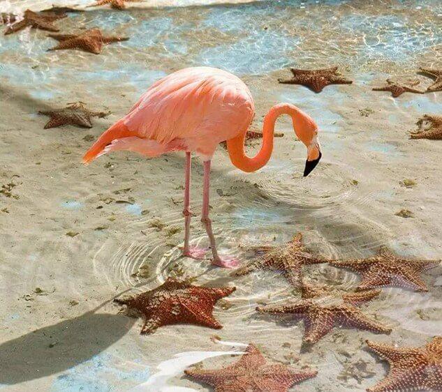 Flamingo & Star Fish DIY Malerei Kit - Diamond Painting