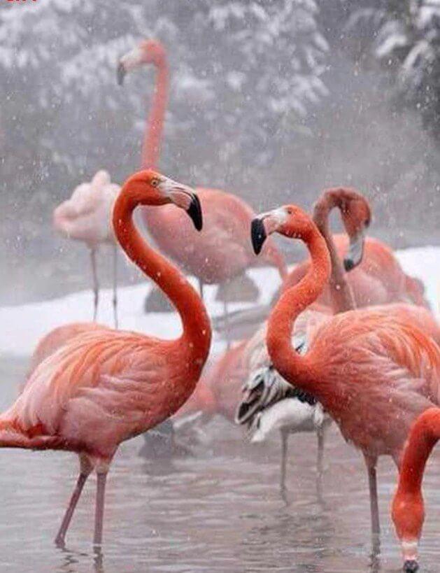 Flamingos im Winter - Diamond Painting