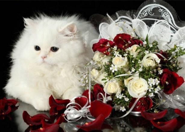 Flauschige weiße Katze und Blumen - Diamond Painting