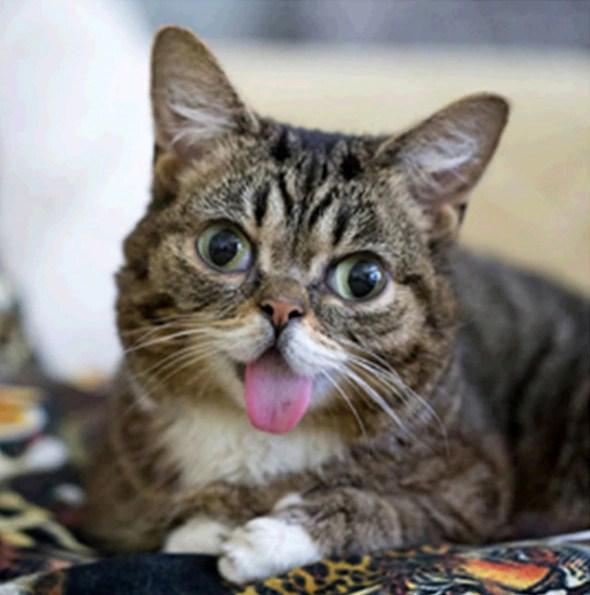 Lustige Katze mit Zunge heraus - Diamond Painting