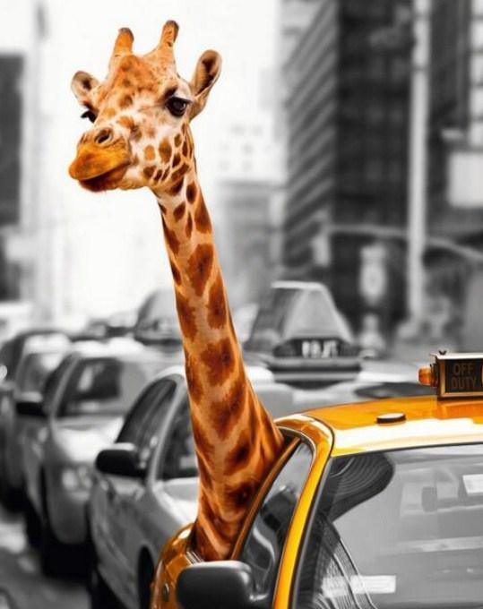 Giraffe Reisen im Taxi - Diamond Painting