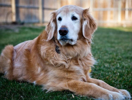 Golden Retriever Hund Diamond Painting - Diamond Painting