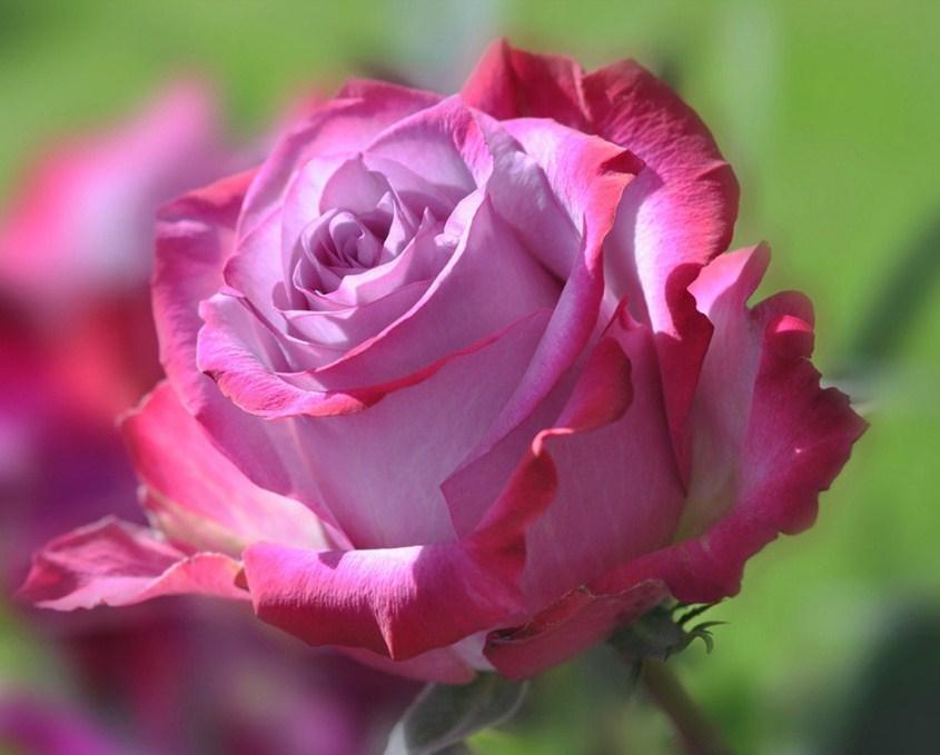 Wunderschöne rosa Rose - Diamond Painting