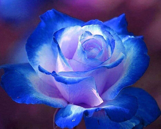 Wunderschöne Rose mit blauen Spitzen - Diamond Painting