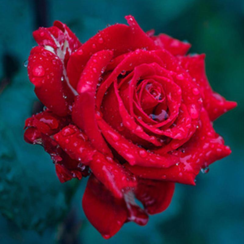 Wunderschöne Rose mit Tautropfen - Diamond Painting