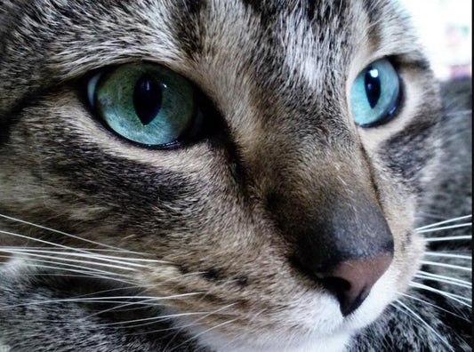 Graue Katze mit blauen Augen - Diamond Painting