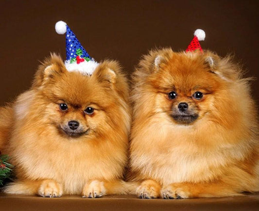 Glückliche Hunde an Weihnachten - Diamond Painting