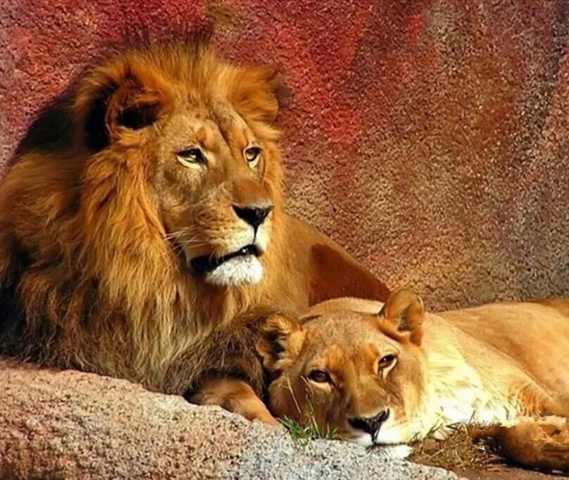 Löwe & Löwin Malerei Kit - Diamond Painting