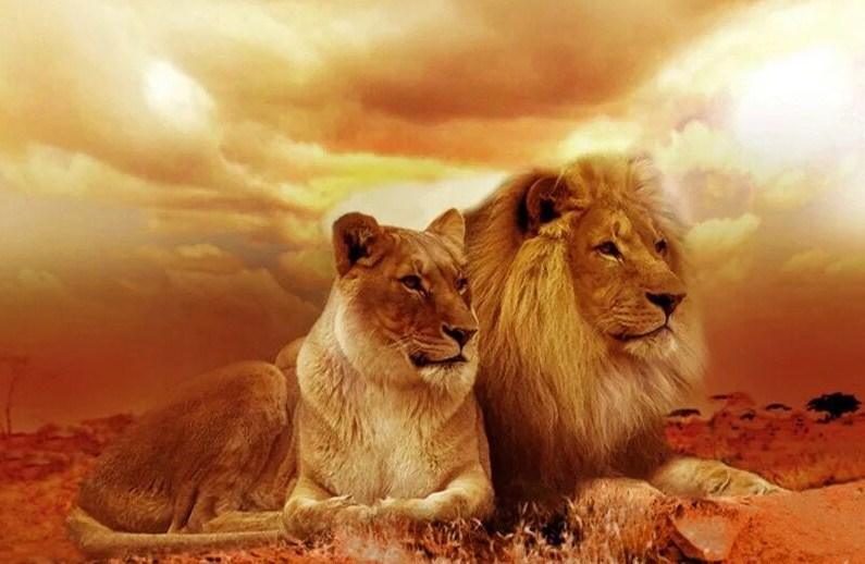 Löwenpaar in der Wüste - Diamond Painting