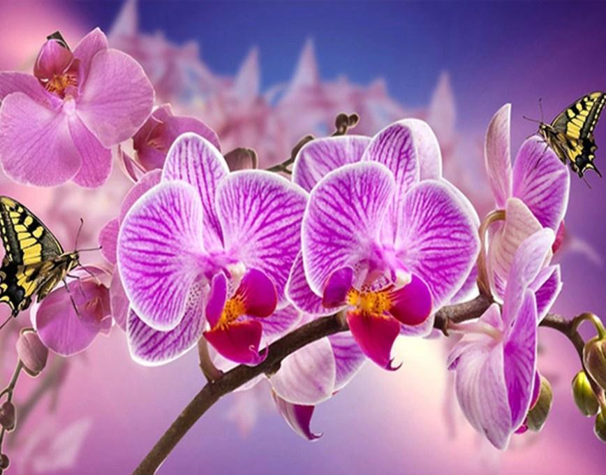 Orchideen und Schmetterlinge Malerei Kit - Diamond Painting