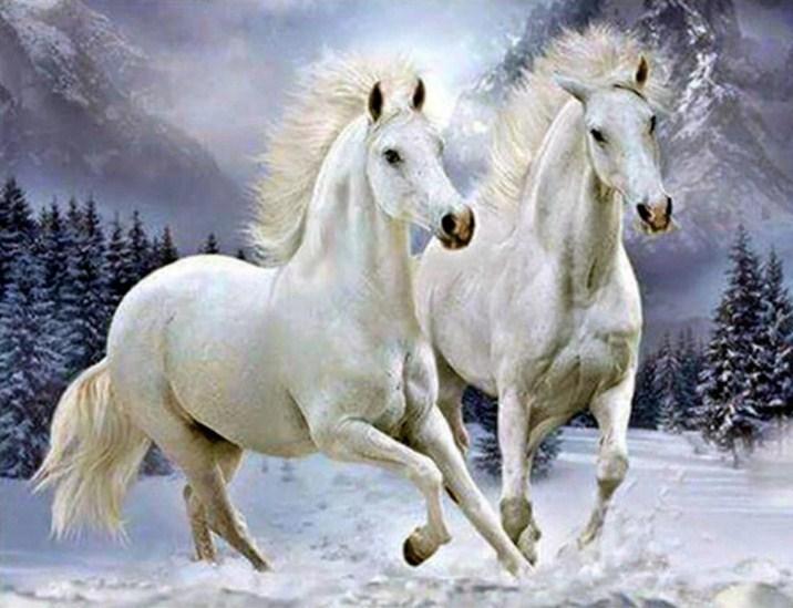 Paar weiße Pferde - Diamond Painting