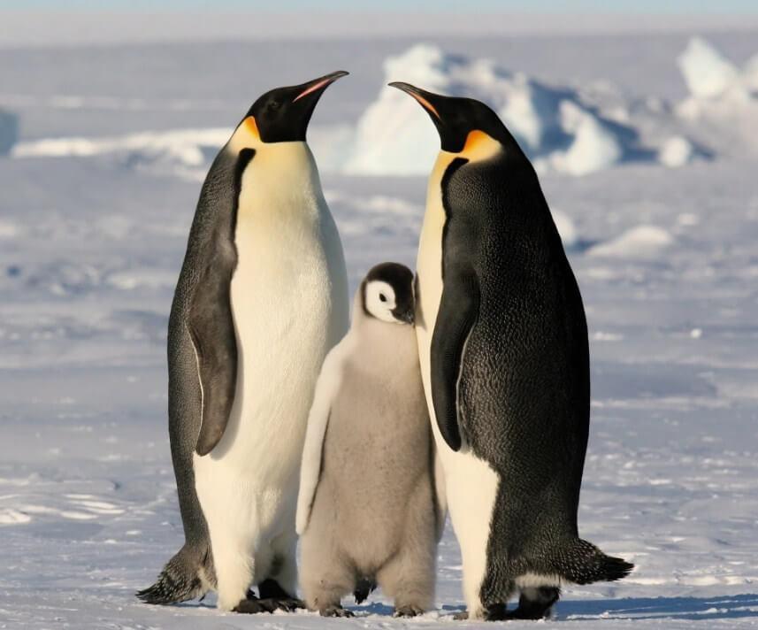 Pinguin Familie - Diamond Painting