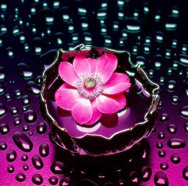 Rosa Blume im Wasser u. Regentropfen