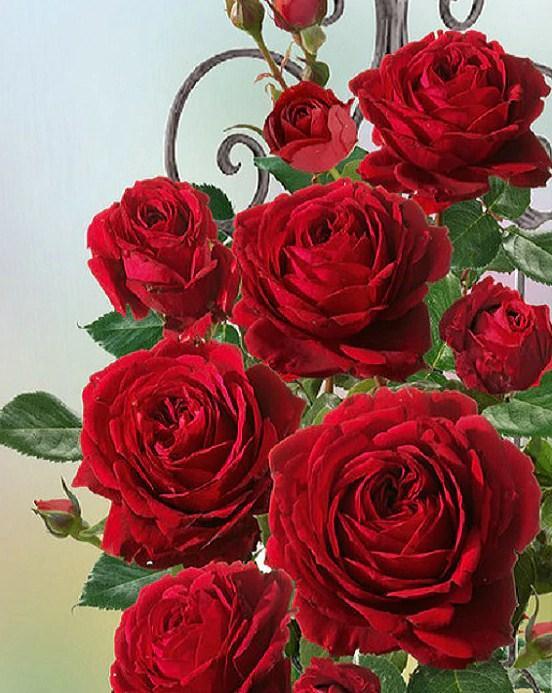 Hübsche rote Rosen Diamond Painting - Diamond Painting