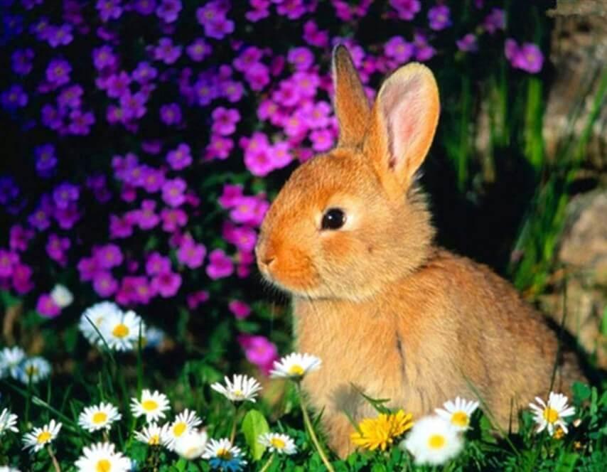 Kaninchen sitzen in Blumen - Diamond Painting
