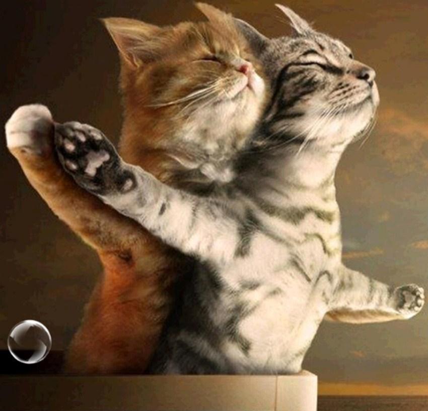 Romantisches Katzenpaar - Diamond Painting