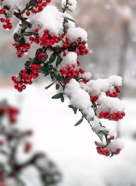 Russischer Winter & Schnee auf Blütenknospen - Diamond Painting