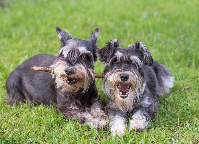 Schnauzer Lady & die Tramp Dogs. - Diamond Painting