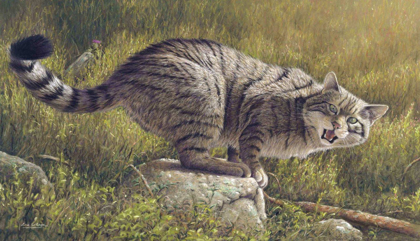 schottische Wildkatze -  Kunst des Eric Wilson - Diamond Painting