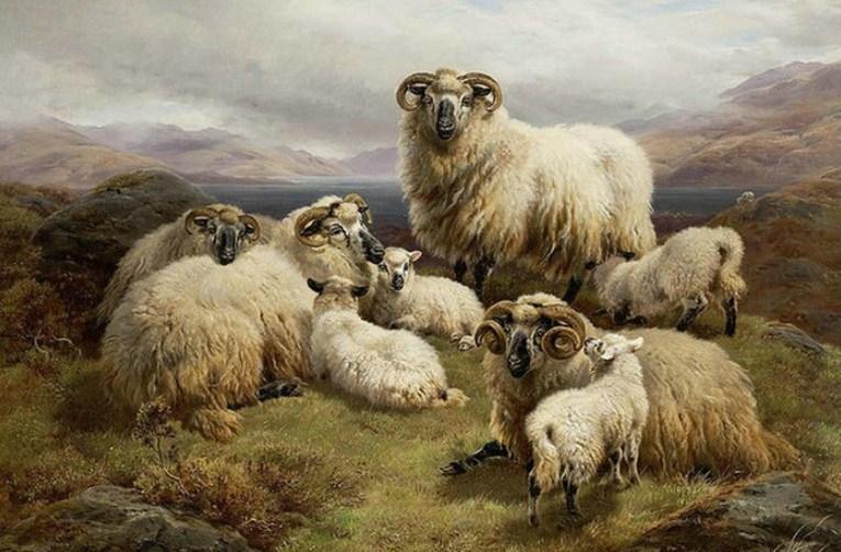 Schafe im Hochland - Diamond Painting